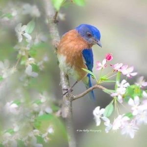 Meet your Posher, Willie